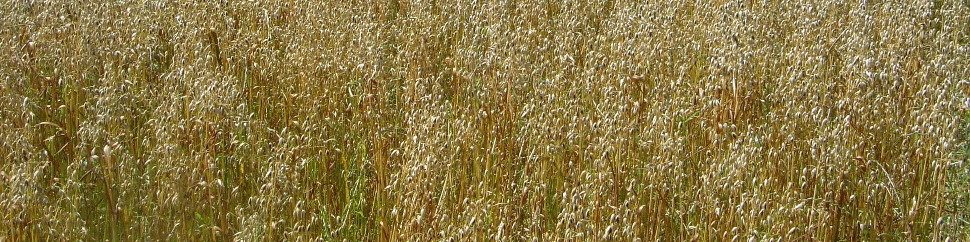Champs de blé au Mont