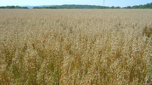 Champs de blé au Mont