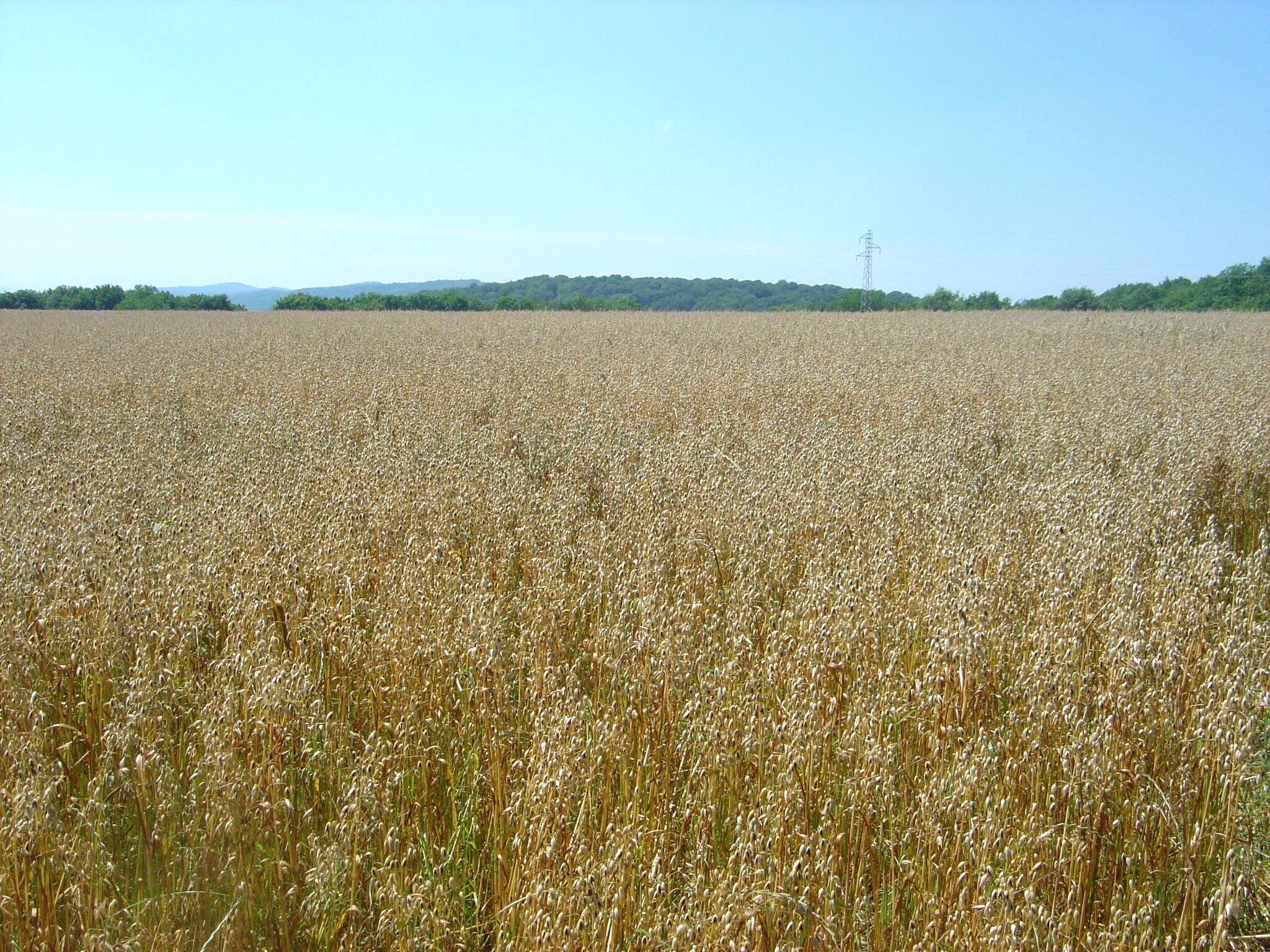 A vast wheat field with a power line tower in the distance.