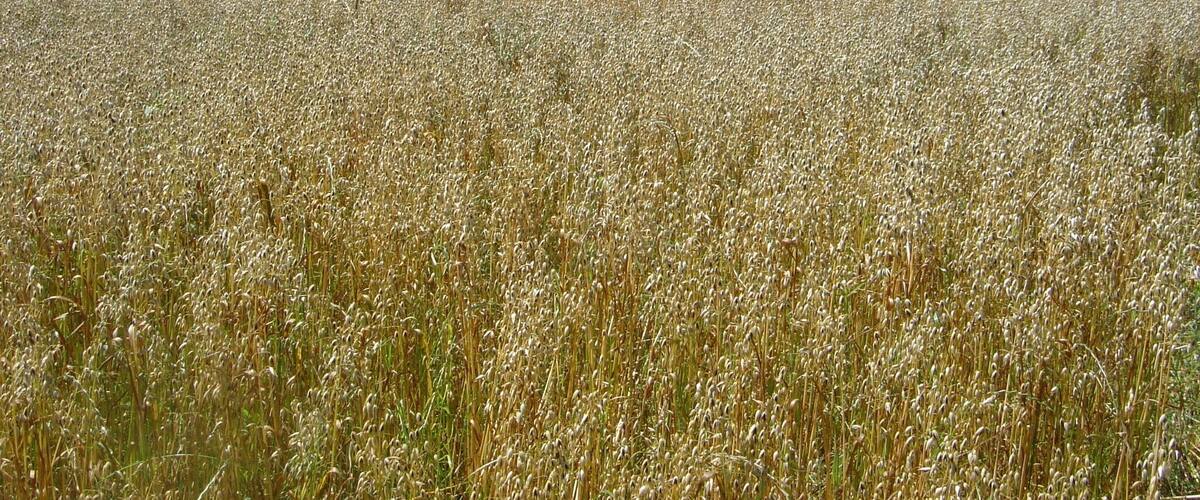 A vast wheat field with a power line tower in the distance.