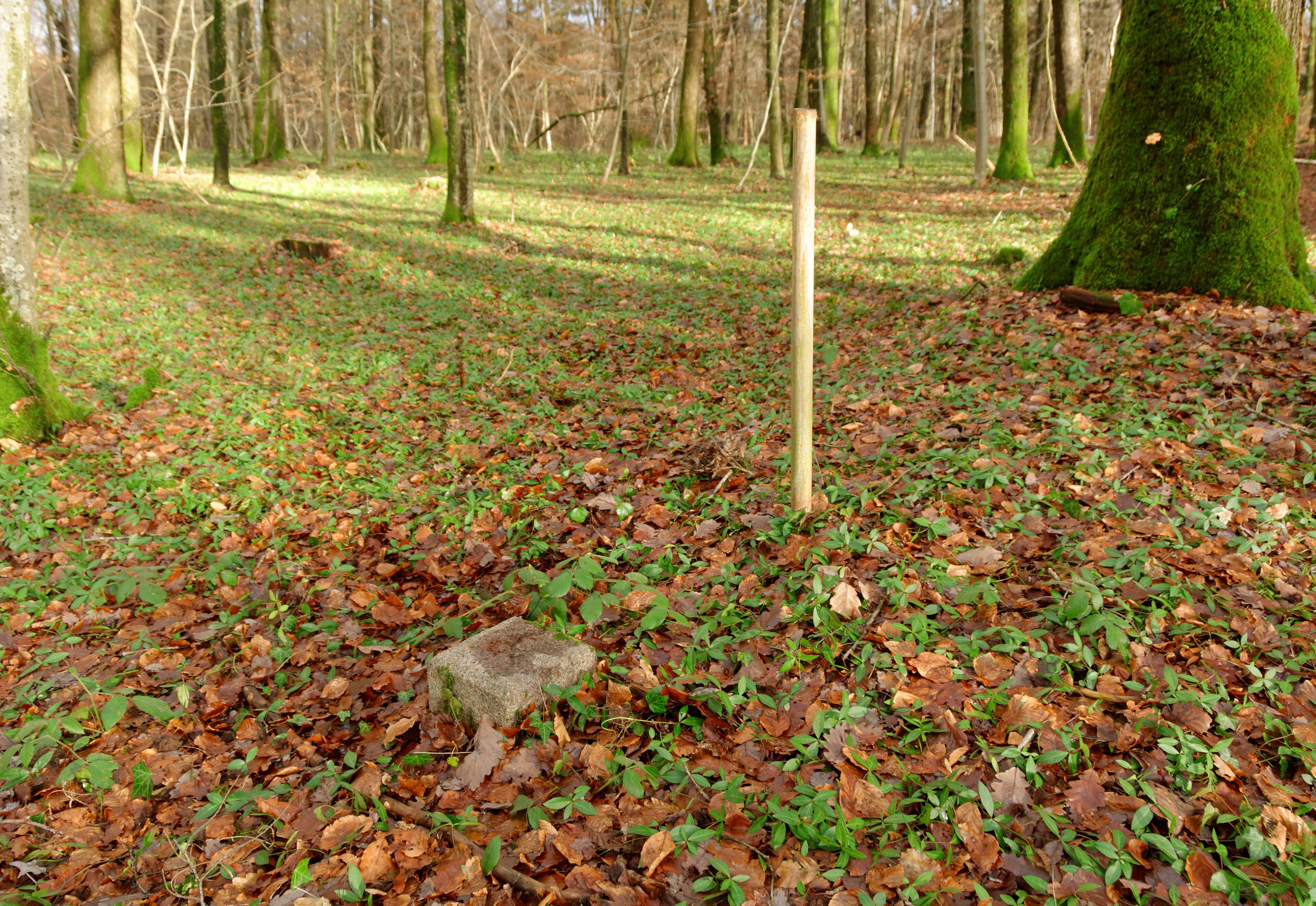 A forest floor covered with fallen leaves and green foliage.