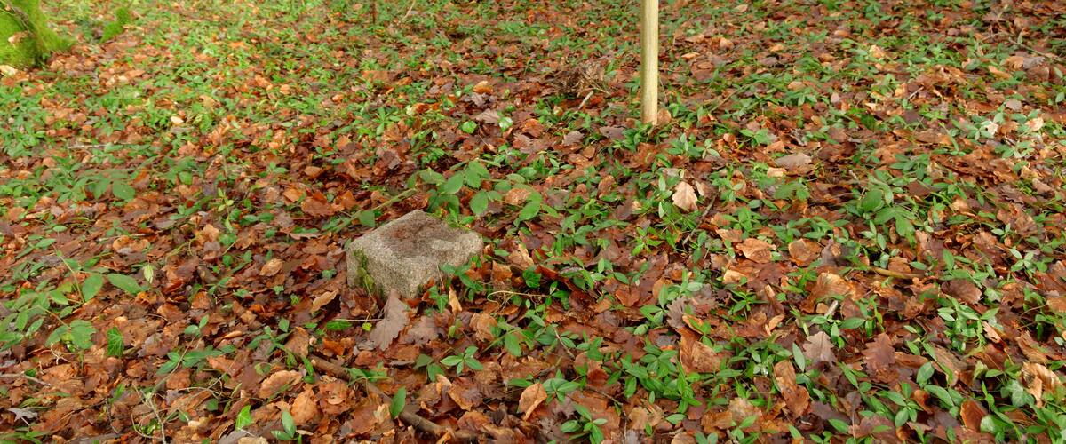 A forest floor covered with fallen leaves and green foliage.
