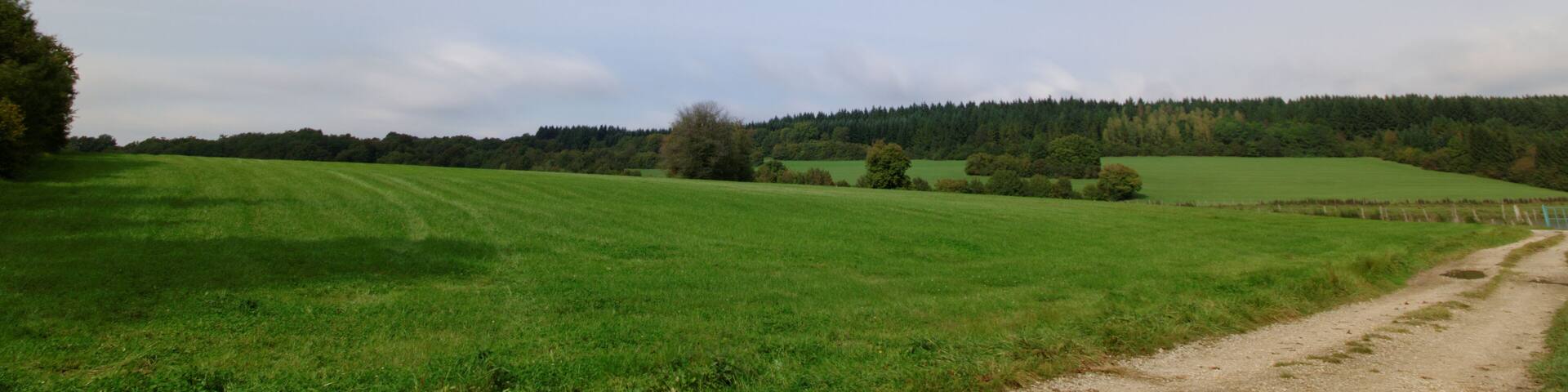 A green field with a dirt path and a forested hill in the background.