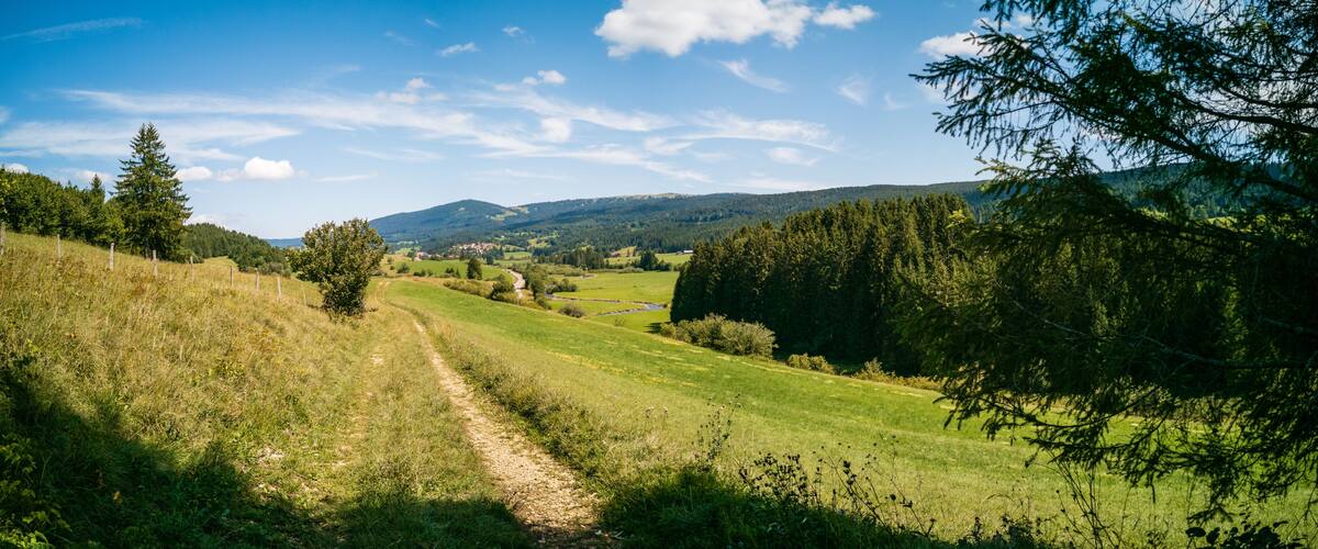 A grassy path leading through a valley with trees and hills in the background.