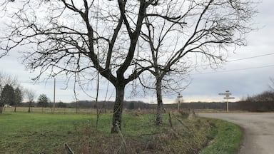 A rural road with a large tree in the foreground and a signpost in the background.