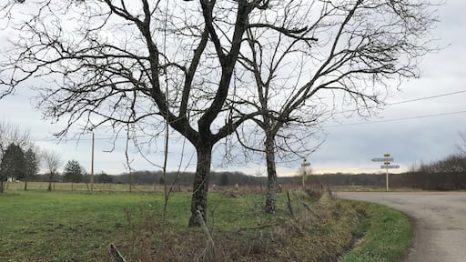 A rural road with a large tree in the foreground and a signpost in the background.