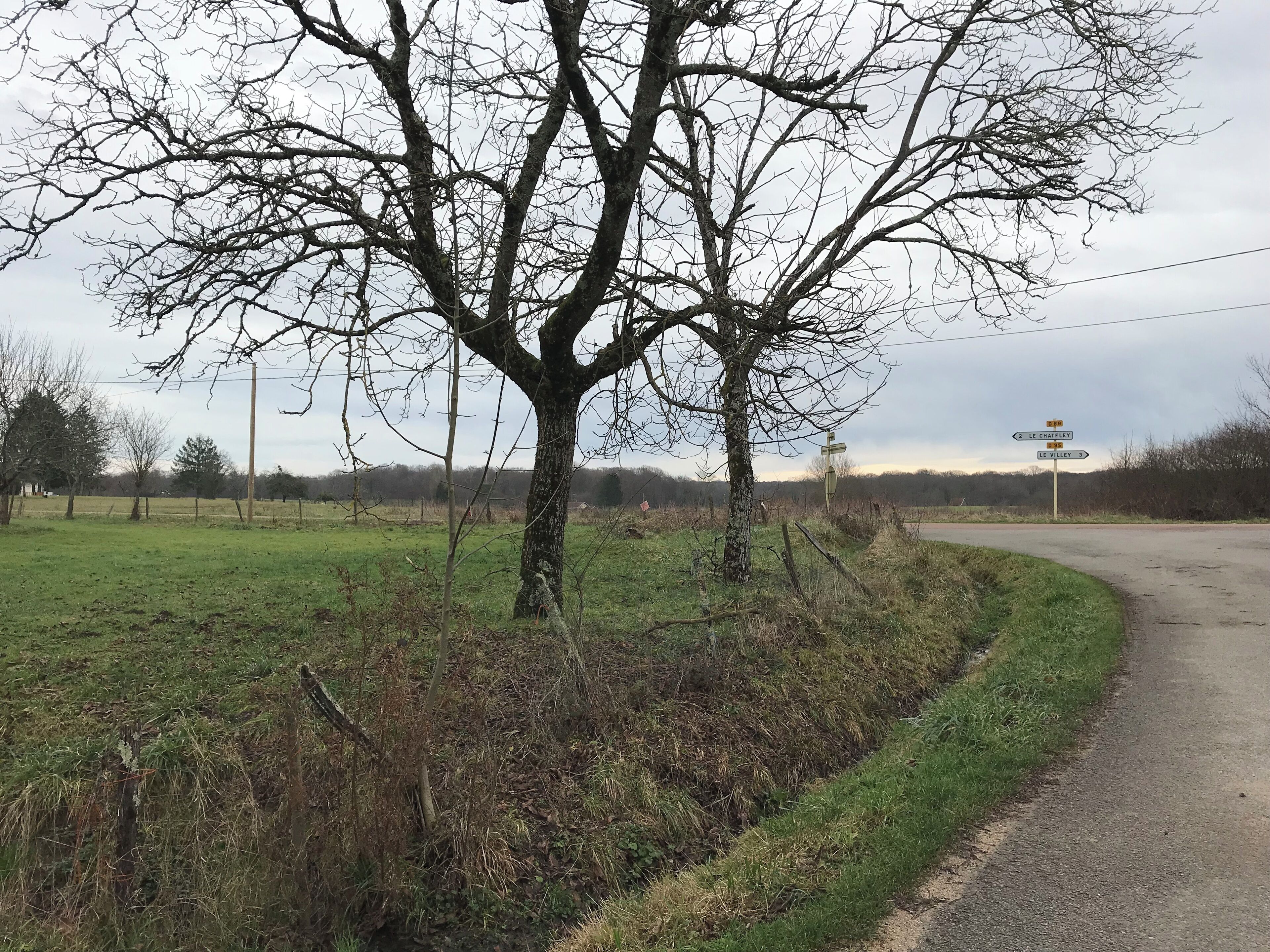 A rural road with a large tree in the foreground and a signpost in the background.