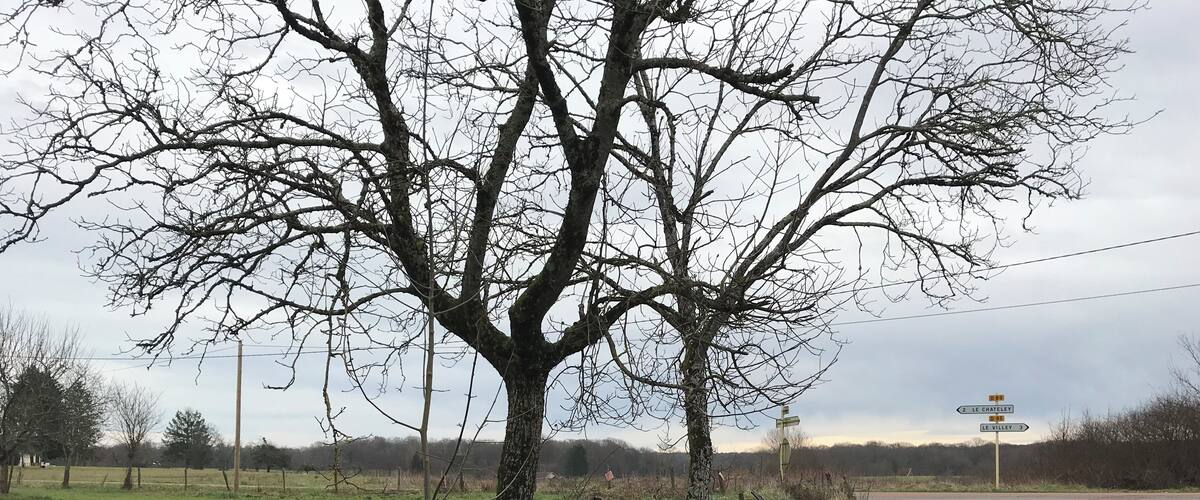 A rural road with a large tree in the foreground and a signpost in the background.