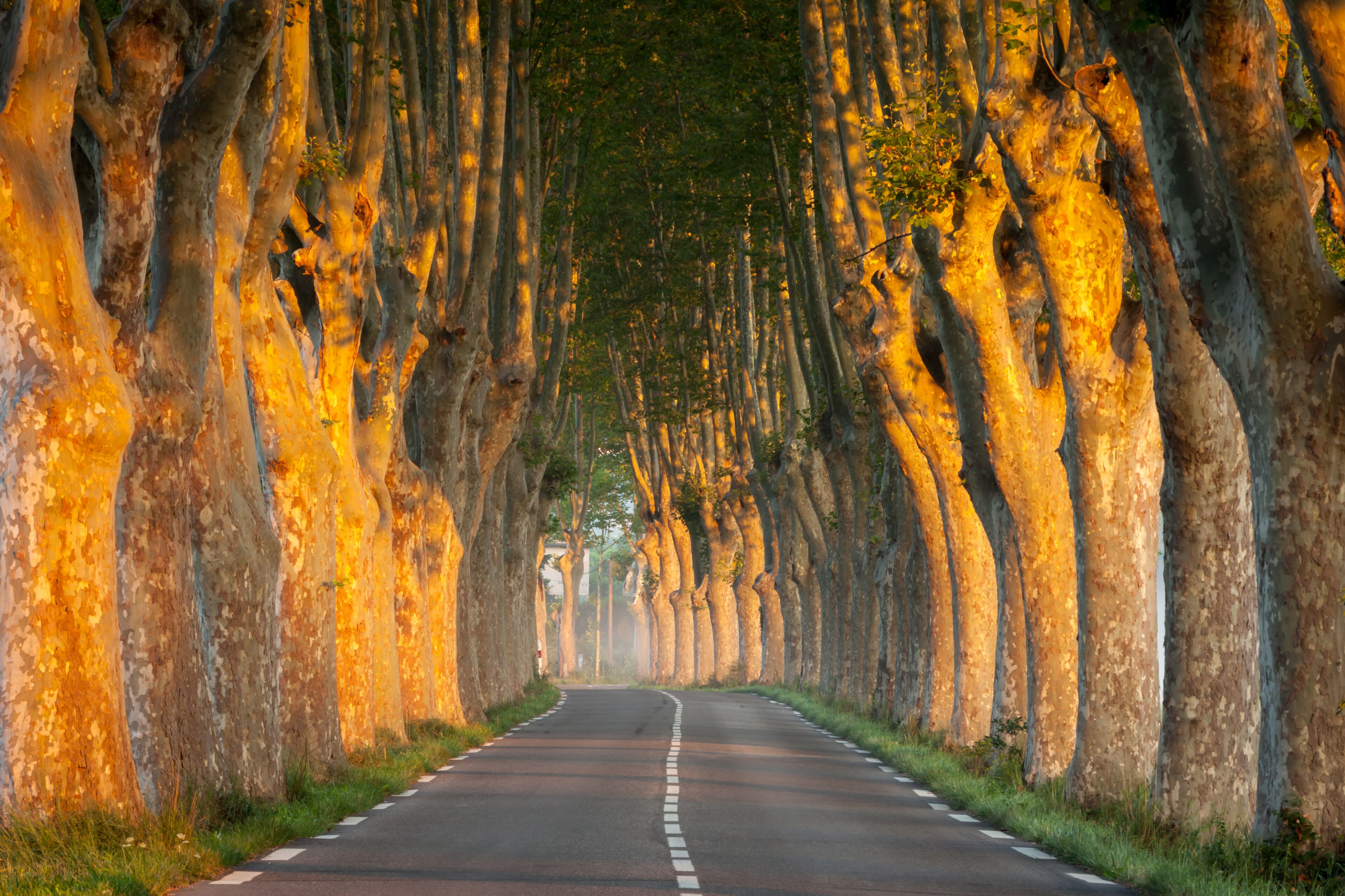 A road flanked by tall, uniquely shaped trees with golden bark.