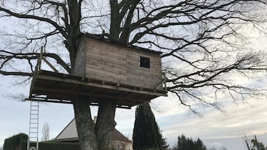 A treehouse built on a large tree with a ladder leading up to it.