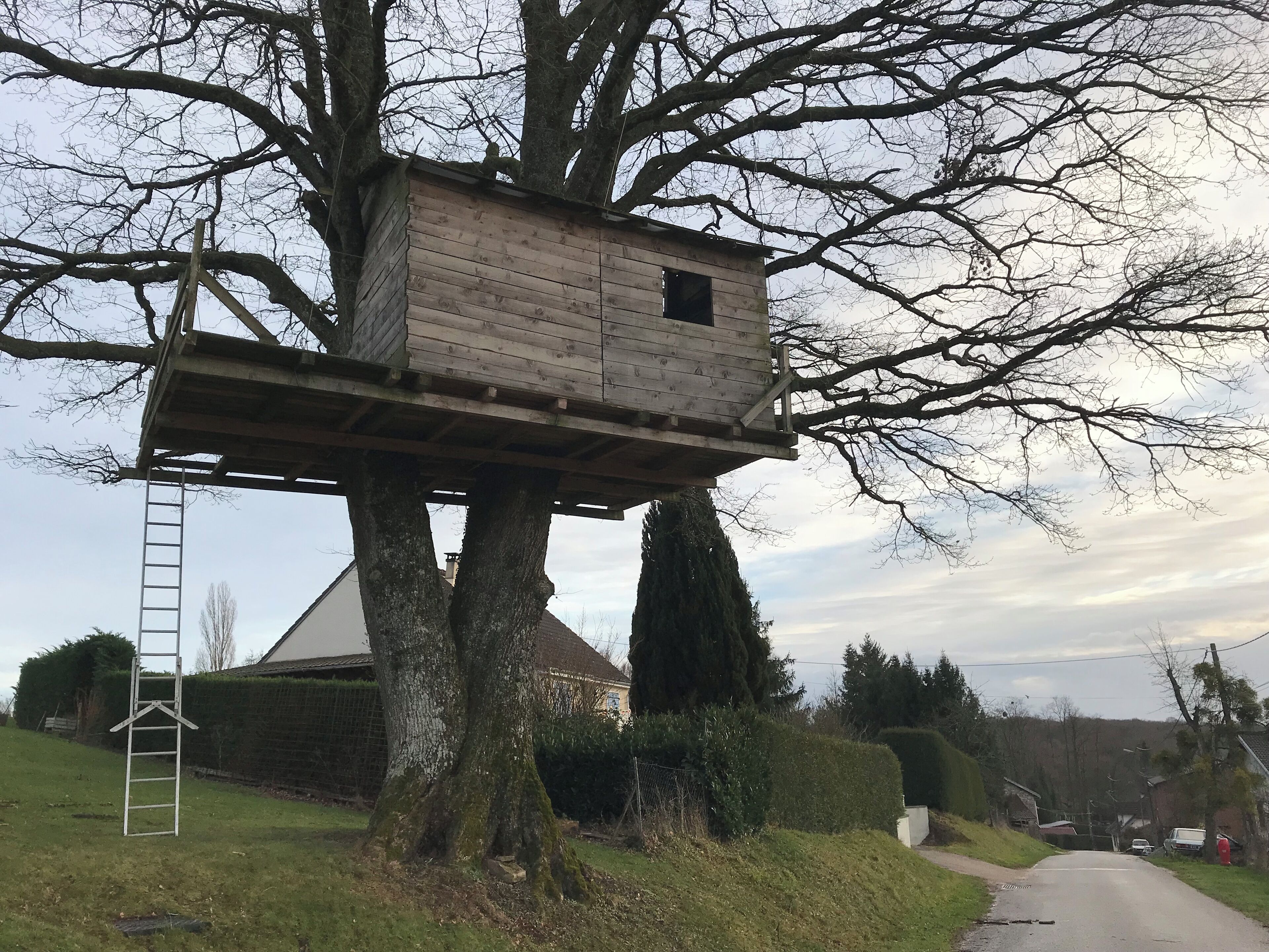 A treehouse built on a large tree with a ladder leading up to it.
