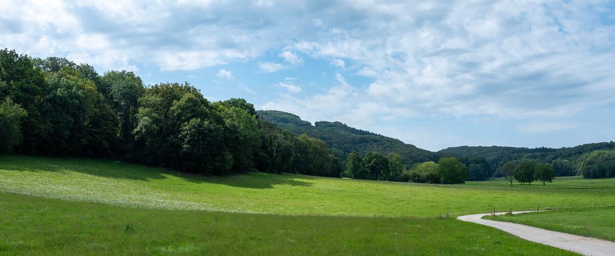 A green field with a dirt path, trees, and a hill in the background.