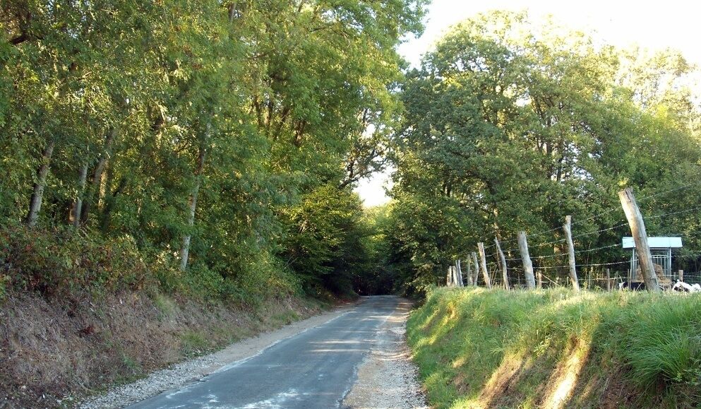 A narrow rural road flanked by dense trees and a wire fence.