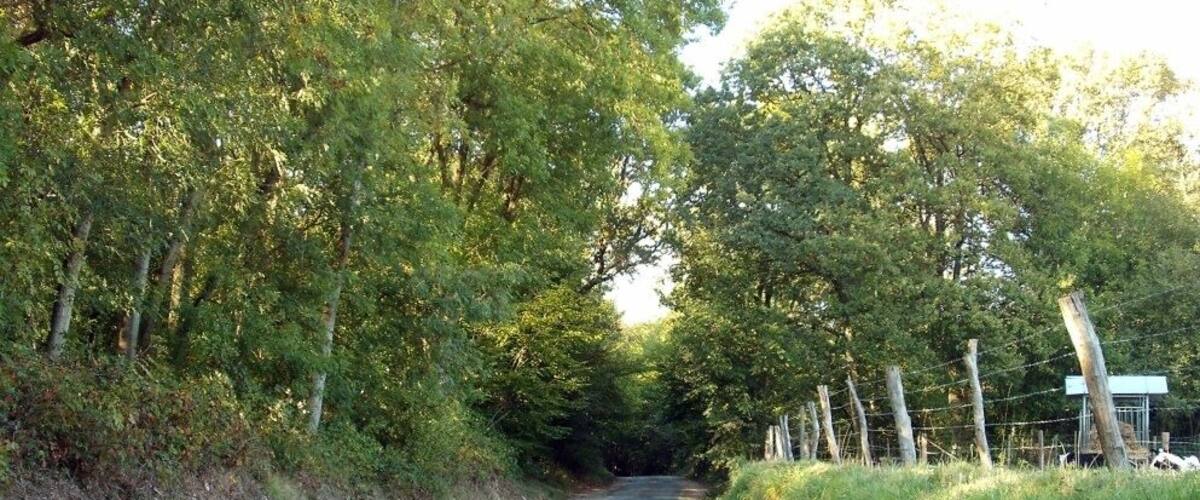 A narrow rural road flanked by dense trees and a wire fence.