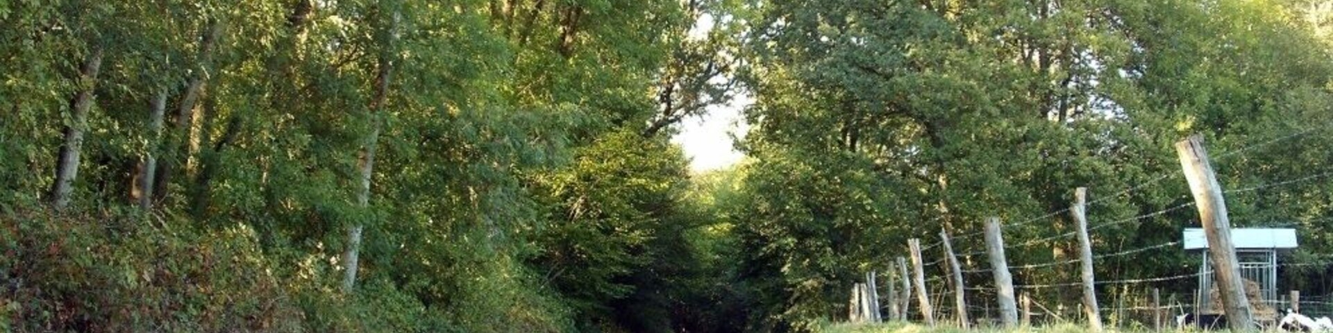 A narrow rural road flanked by dense trees and a wire fence.