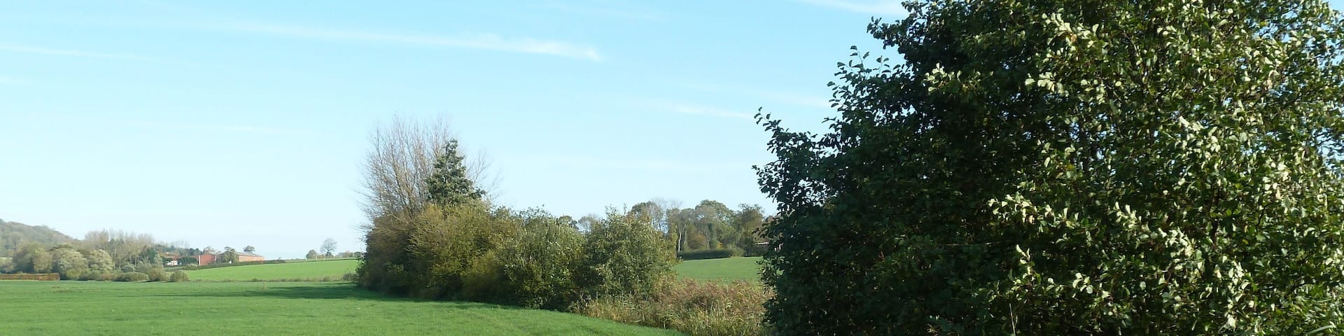 A green field with a bush and trees in the background.