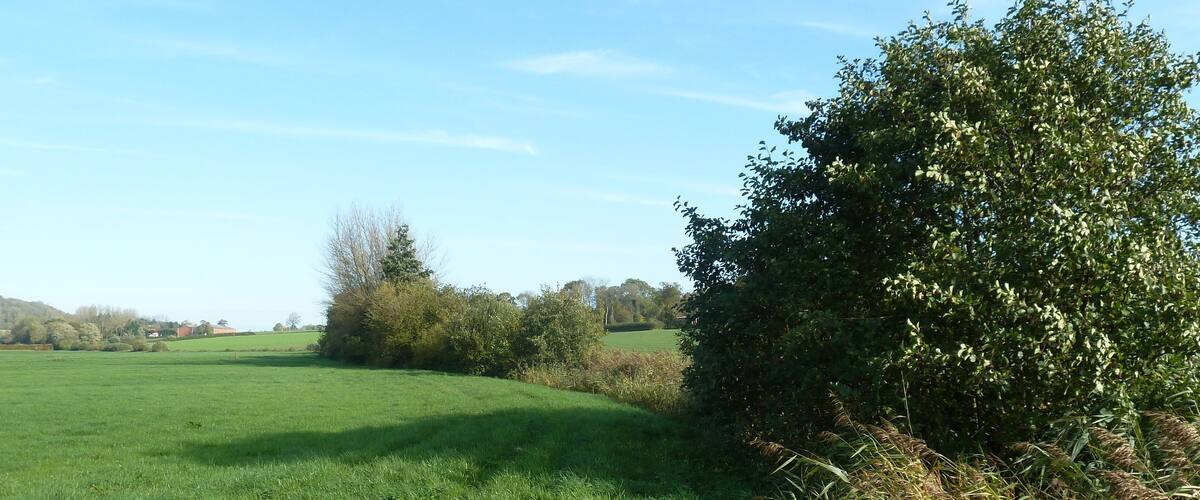 A green field with a bush and trees in the background.