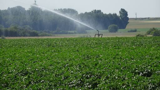 Norrent-Fontes culture du cresson (plante) Pas-de-Calais France