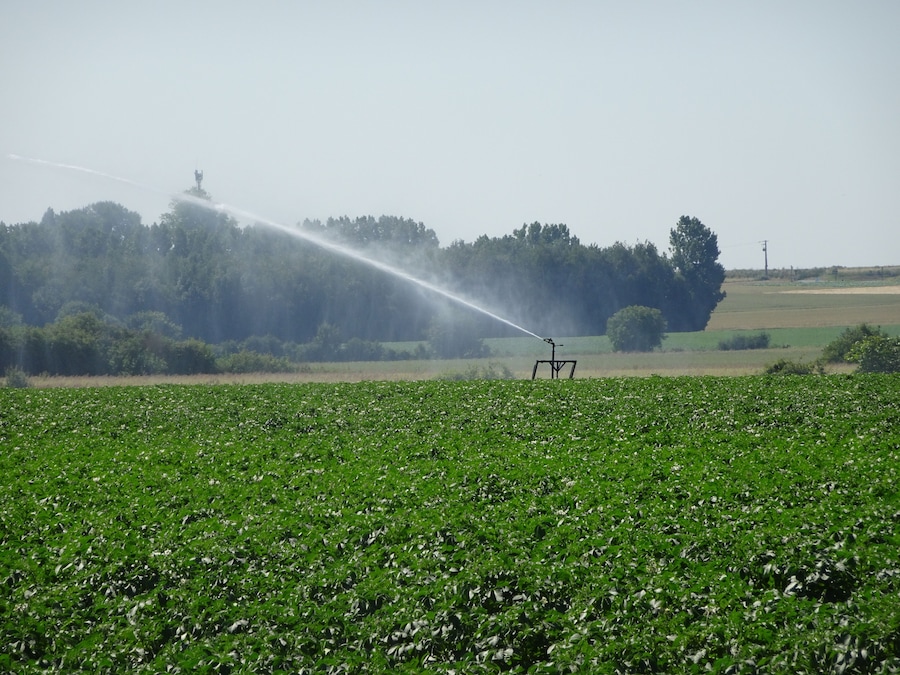 A field with a sprinkler system watering crops.