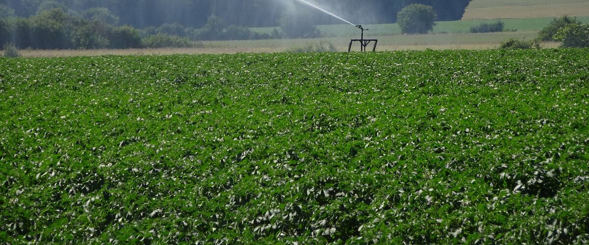 A field with a sprinkler system watering crops.