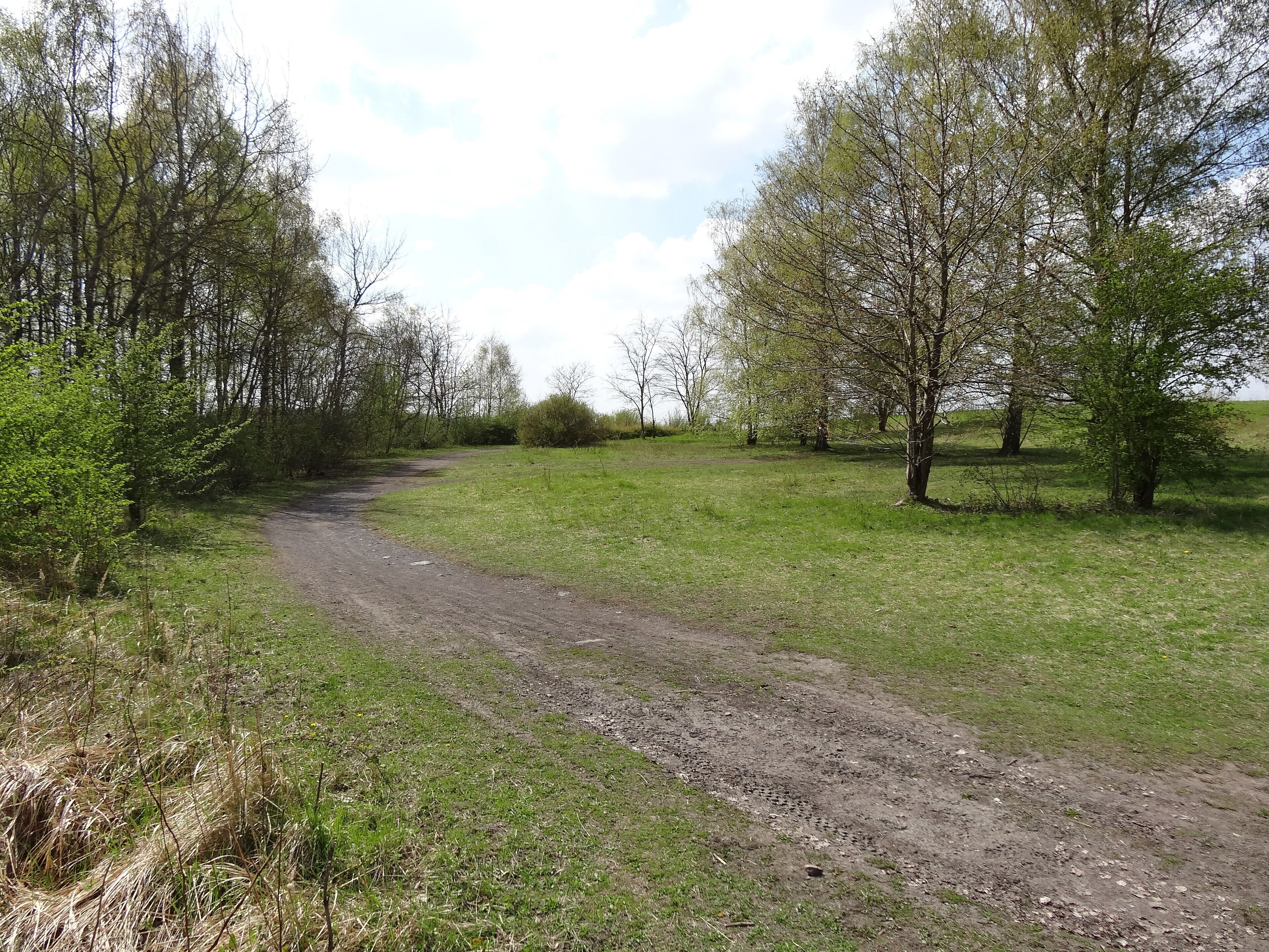 A dirt path winding through a grassy field with trees on either side.