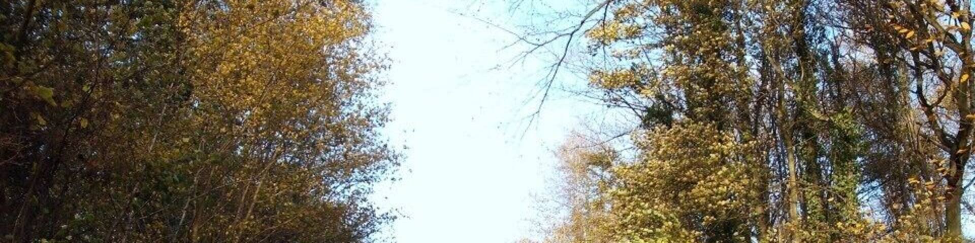 Bois de Nielles en automne