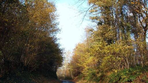 Bois de Nielles en automne