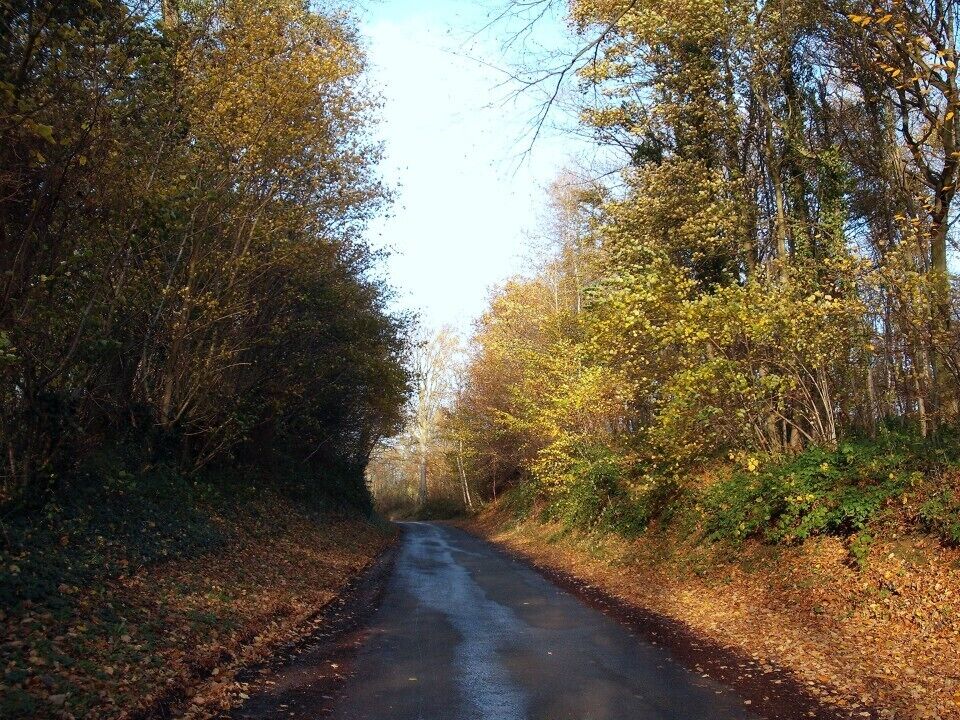 A narrow, wet road flanked by dense trees with autumn foliage.
