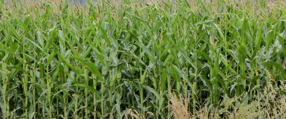 Ablain-Saint-Nazaire Pas-de-Calais, Hauts-de-France France.- Ruines de l'église du 16° siècle, détruite lors de la bataille de Lorette, d'octobre 1914 à Octobre 1915, durant la Première Guerre Mondiale.