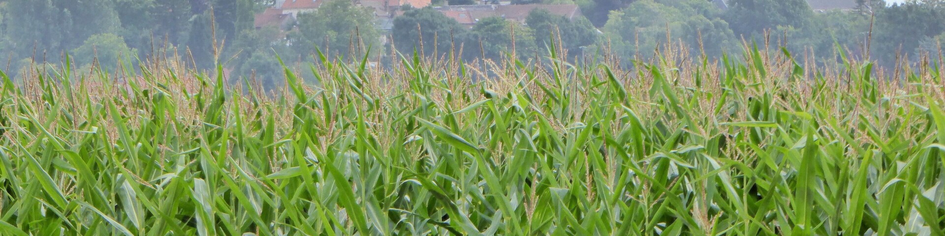 Ablain-Saint-Nazaire Pas-de-Calais, Hauts-de-France France.- Ruines de l'église du 16° siècle, détruite lors de la bataille de Lorette, d'octobre 1914 à Octobre 1915, durant la Première Guerre Mondiale.