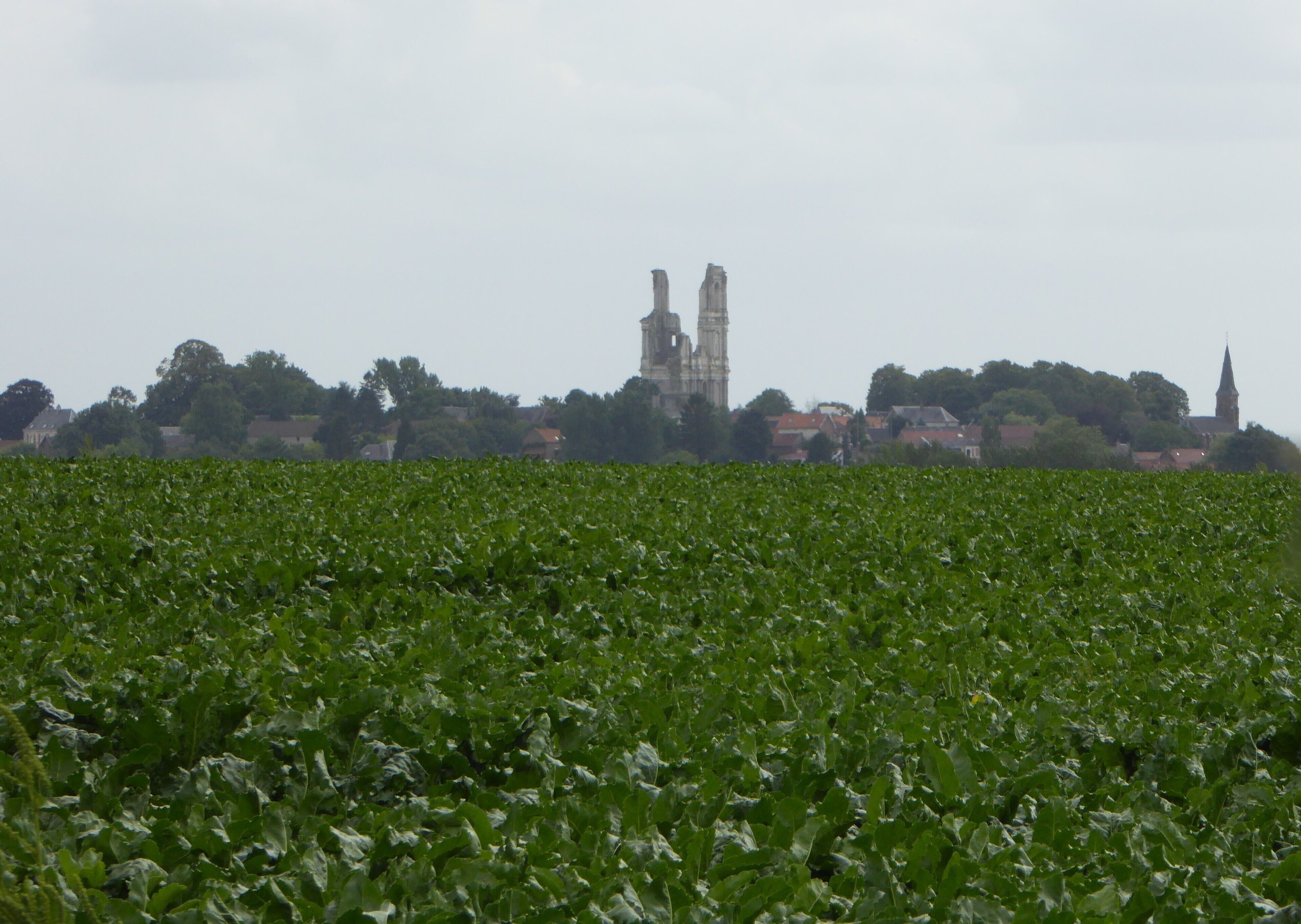 A field of green crops with a historic church and tower in the background.