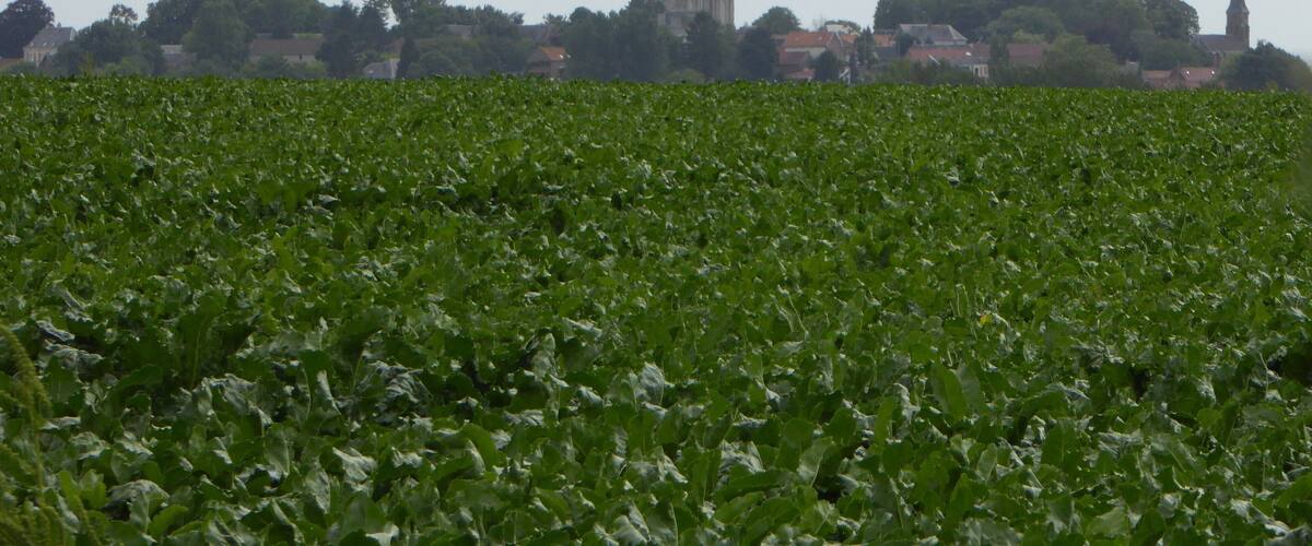 A field of green crops with a historic church and tower in the background.