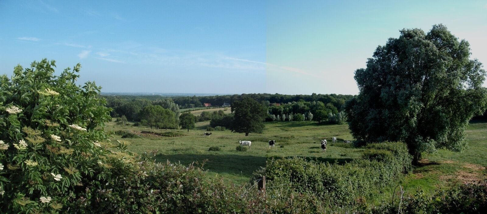 A rural landscape with green fields, trees, and grazing cows.