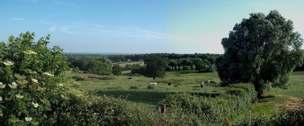 A rural landscape with green fields, trees, and grazing cows.