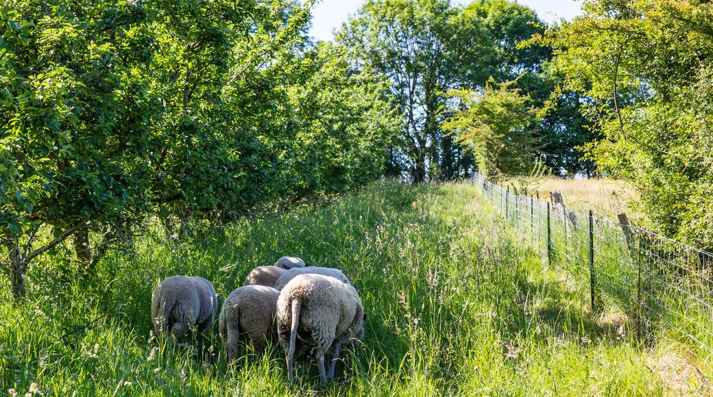諾曼地地區康德