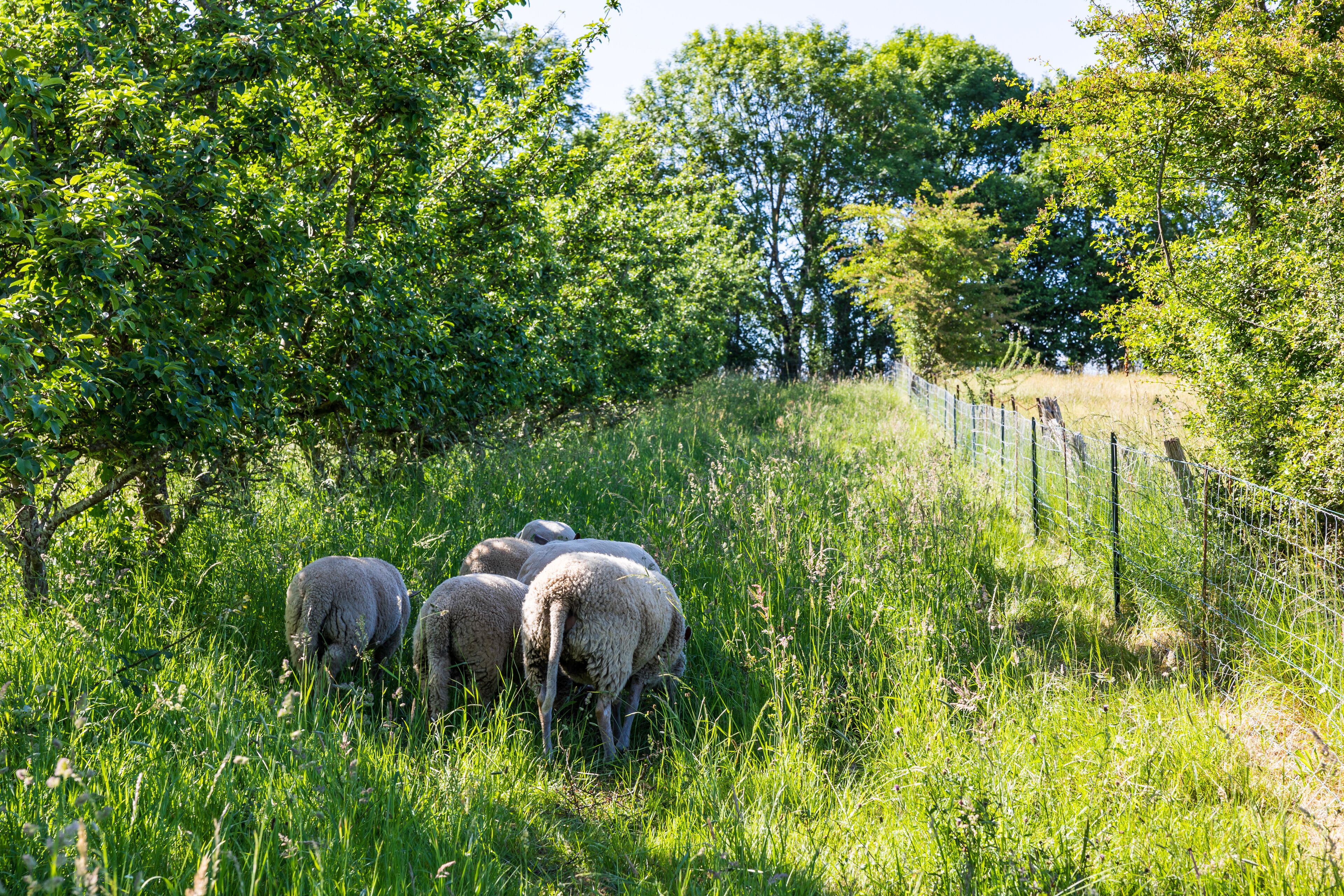 A group of sheep grazing in a lush green field with a fence and trees in the background.