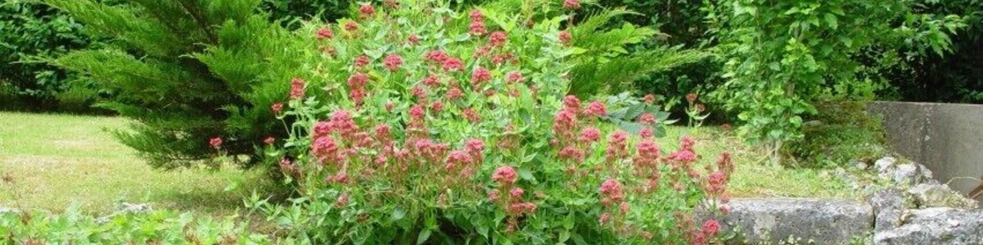 Garden Chateau de Jeufosse 14-6-2008