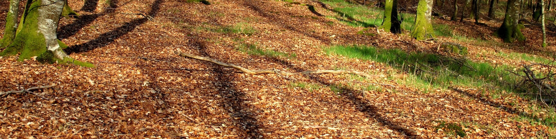 One of the first nice days in the woods of Cerisy, Manche, Basse Normandie. The trees and shades reinvent geometry.