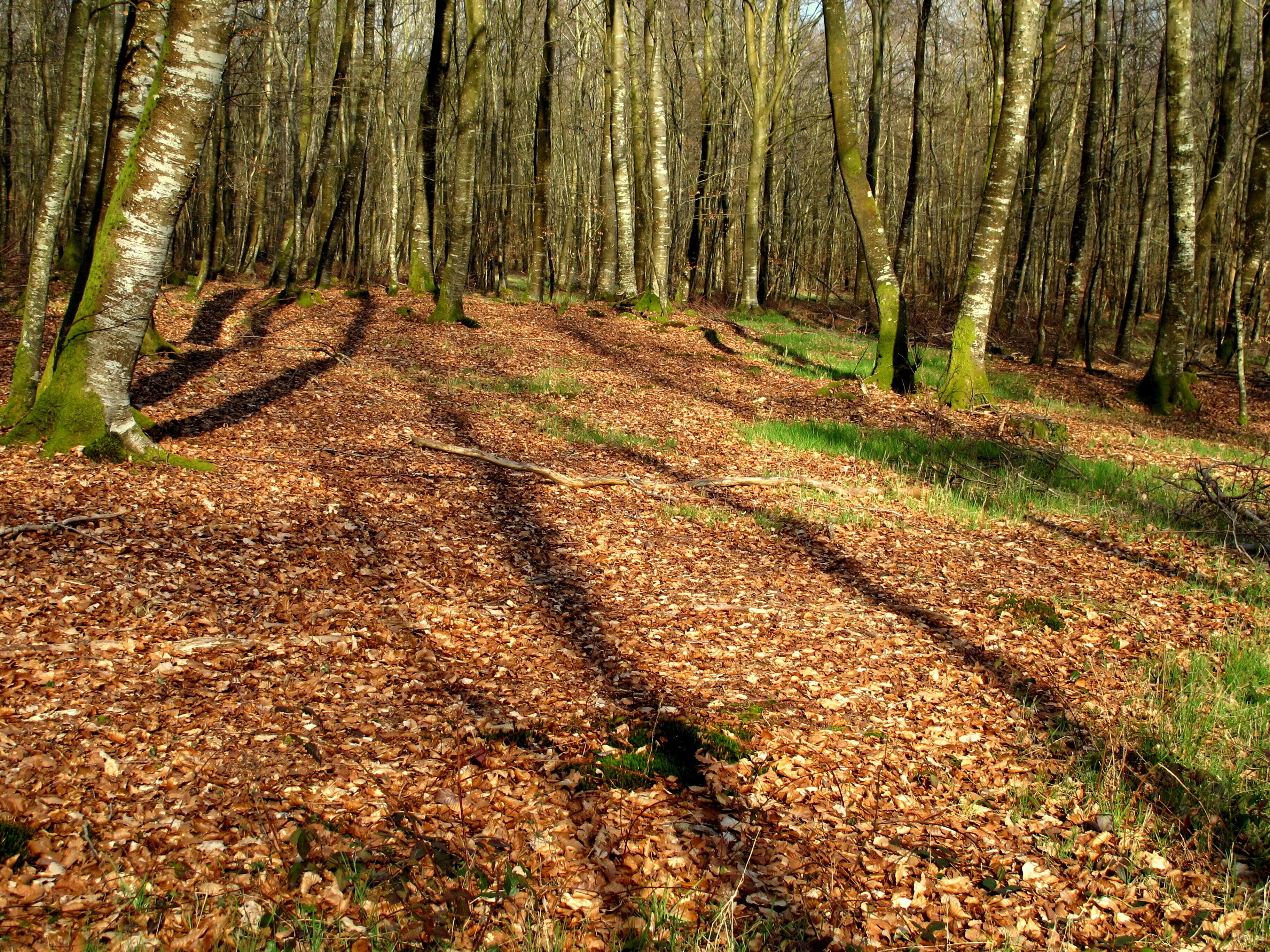 A forest path covered with fallen leaves.