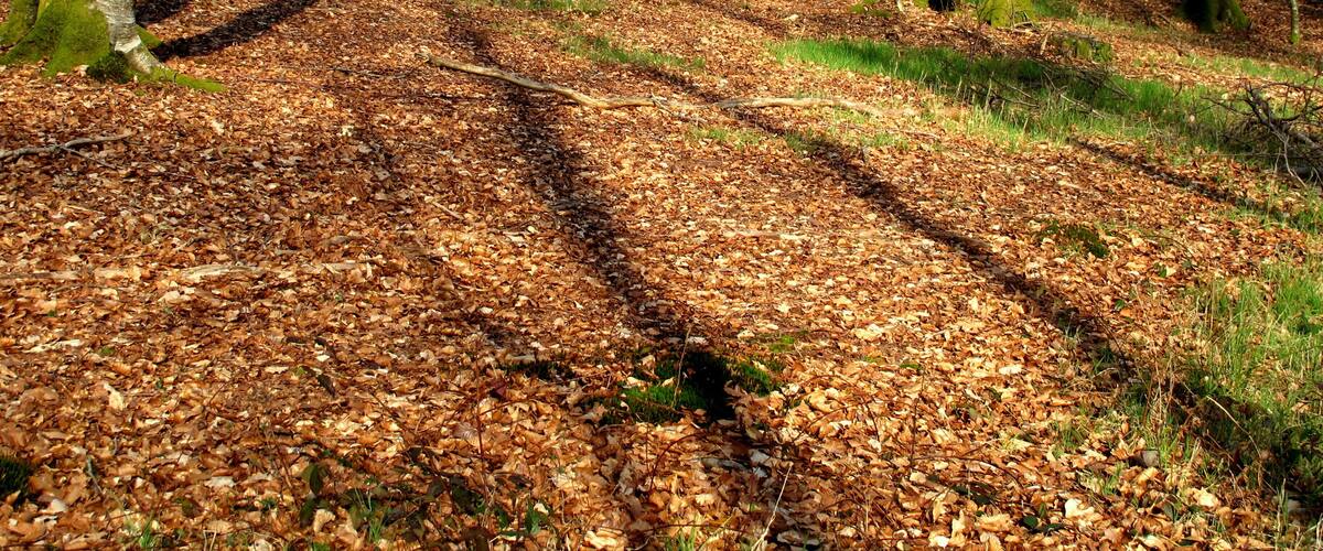 A forest path covered with fallen leaves.