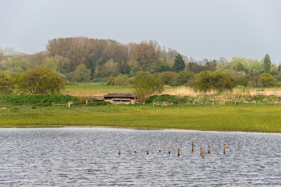 Observatoire, Les marais des Ponts d'Ouve, Parc Naturel Régional des Marais du Cotentin et du Bessin, Carentan les Marais, Normandie, Manche, 50, France