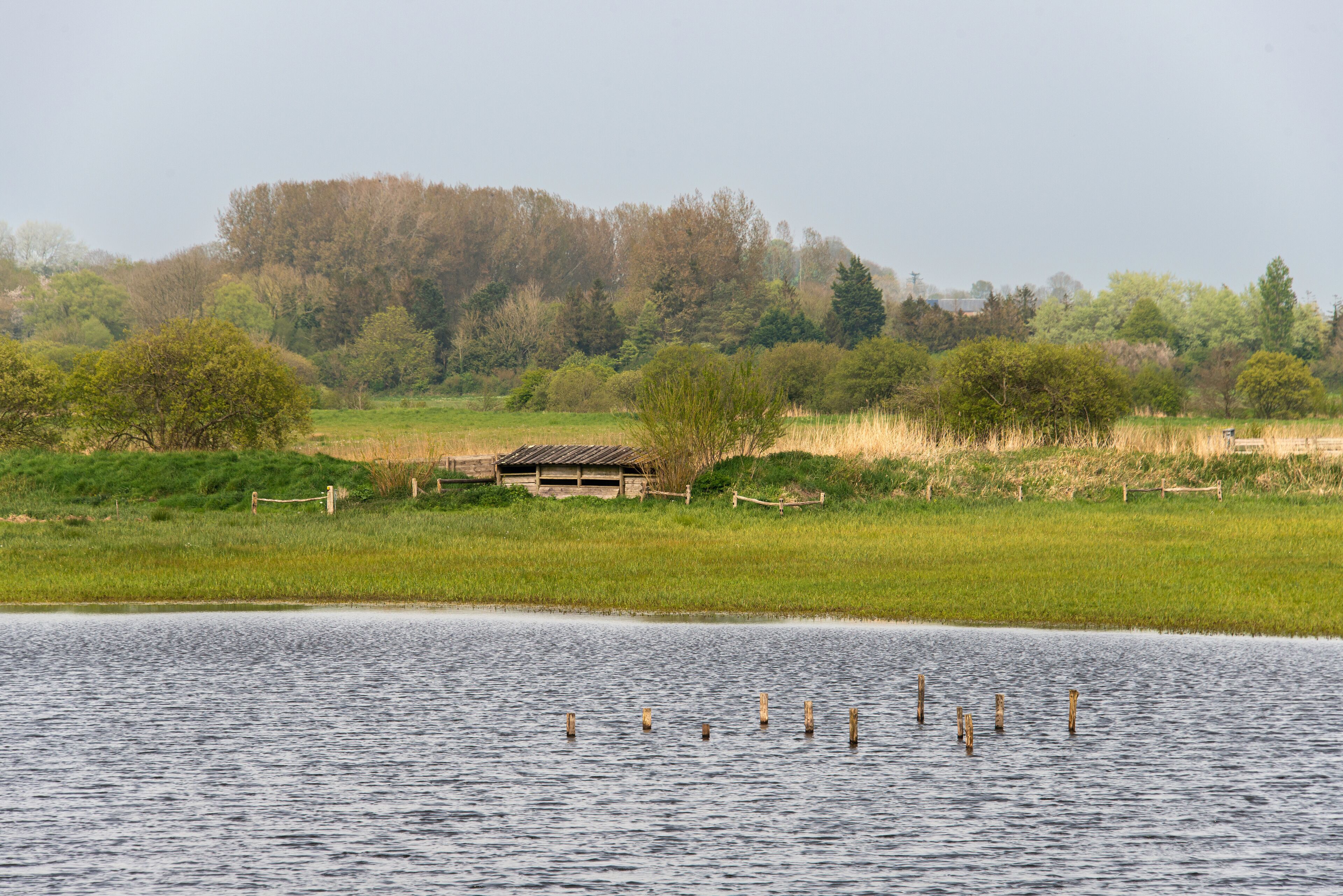 A calm lake with wooden posts in the water, surrounded by green fields and trees.