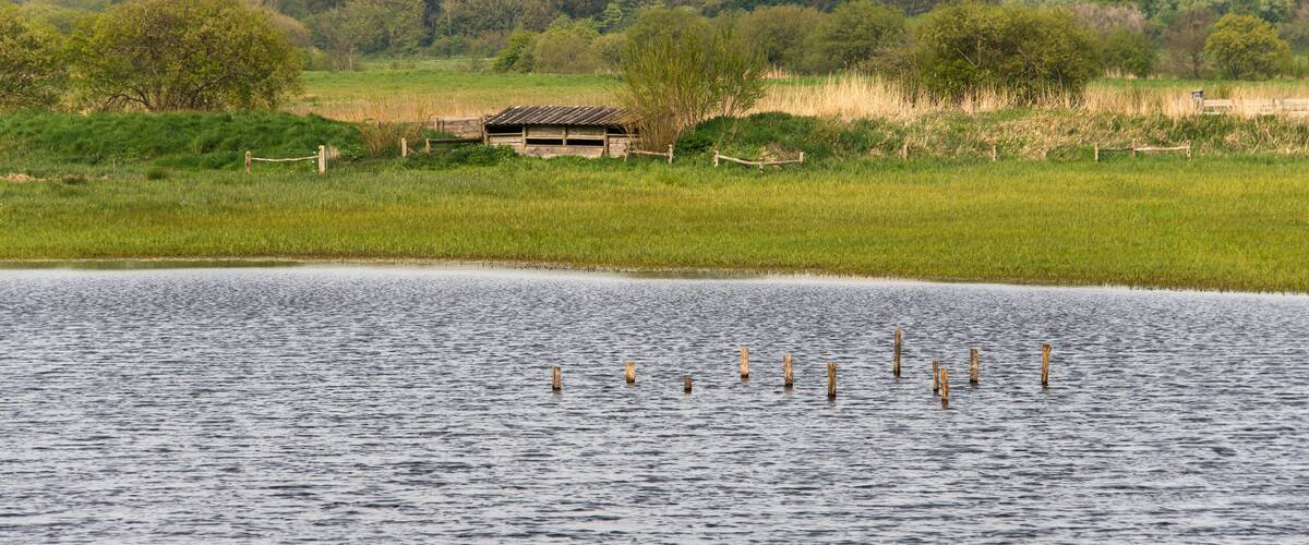 A calm lake with wooden posts in the water, surrounded by green fields and trees.