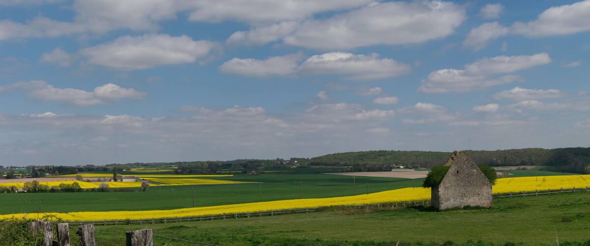 A rural landscape with fields of yellow flowers, a stone house, and a clear blue sky.