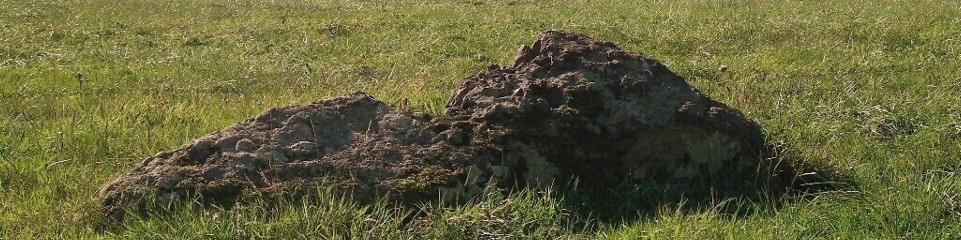 Menhir de la Pierre Tournante au lieu dit Camp Bérot (Fresney le Puceux / Calvados)