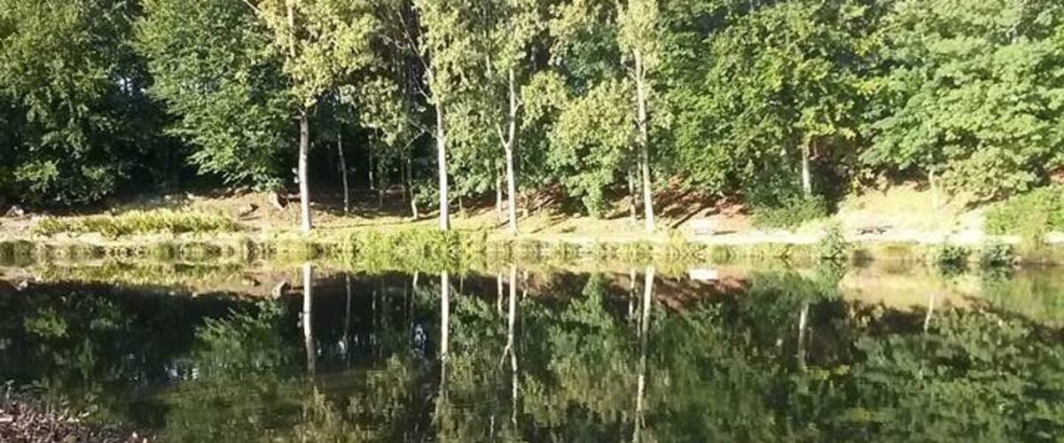 A calm pond surrounded by lush greenery and trees.