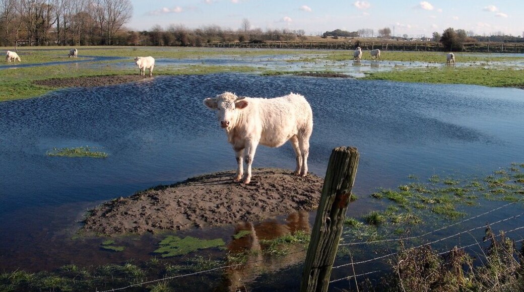 Pré innondé, près de Grand Fort Philippe