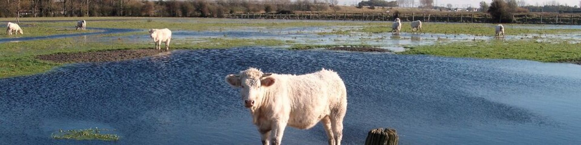 Pré innondé, prÚs de Grand Fort Philippe
