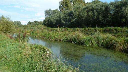 Bog of Vred, north of france, natural reserve.