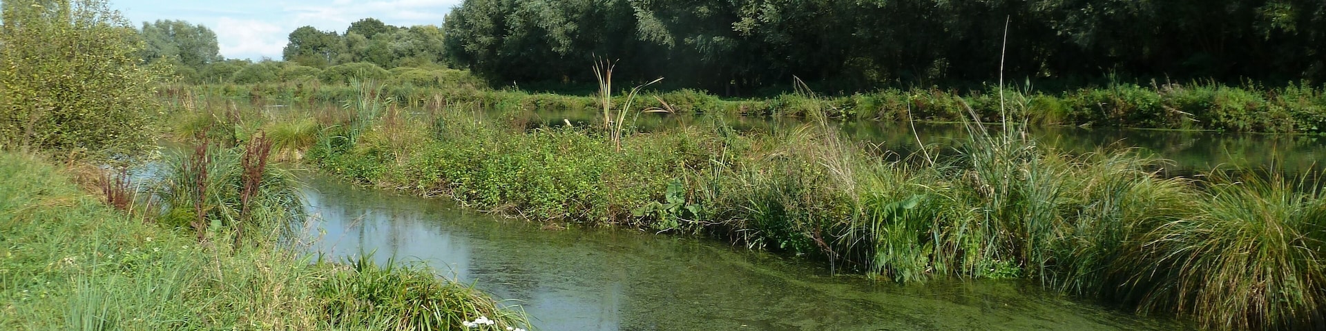 Bog of Vred, north of france, natural reserve.